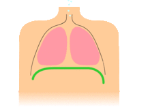 https://upload.wikimedia.org/wikipedia/commons/thumb/9/9c/Diaphragmatic_breathing.gif/220px-Diaphragmatic_breathing.gif
